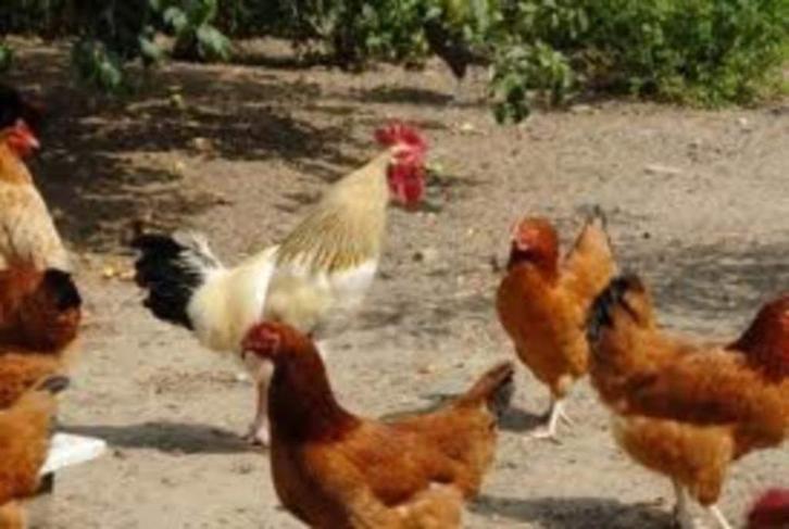 GROTE HANEN., Dieren en Toebehoren, Pluimvee, Kip, Mannelijk