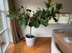 Zeer gezonde en prachtig vertakte tabaksplant op stam, Ophalen, Ficus, 200 cm of meer, Halfschaduw
