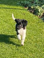 Bijzonder mooie HEIDEWACHTEL x FRIESE STABIJ pups, Dieren en Toebehoren, Honden | Niet-rashonden, Nederland, CDV (hondenziekte)