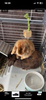 2 lieve hangoor dwergkonijnen aangeboden, Januari, Meerdere dieren, Overige typen, Tam