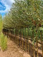 Salix alba 'Chermesina' 🌿 knotwilg, Tuin en Terras, Ophalen, Volle zon, Overige soorten