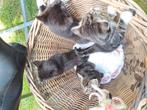 4 lieve kittens, Dieren en Toebehoren, Katten en Kittens | Overige Katten, Meerdere dieren