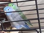 Muspapegaaien forpussen groen blauw KOPPEL, Meerdere dieren, Dwergpapegaai of Agapornis, Geringd