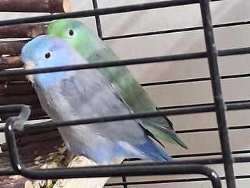 Muspapegaaien forpussen groen blauw KOPPEL beschikbaar voor biedingen