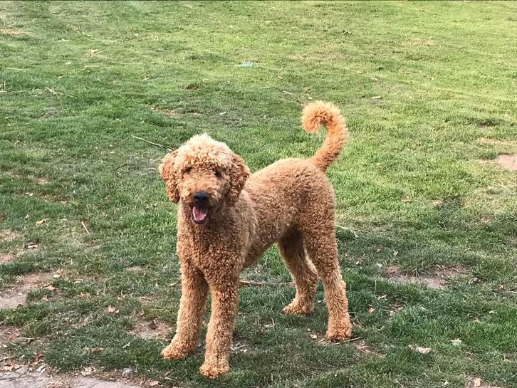 Staat ter dekking raszuivere koningspoedel, Dieren en Toebehoren, Honden | Dekreuen, Reu, Fokker | Hobbymatig, Eén hond, Buitenland
