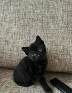 Britse korthaar kittens donkerbruin, Kater, Ontwormd