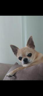Dekreu chihuahua, Dieren en Toebehoren, Honden | Dekreuen, 6 jaar of ouder, Rabiës (hondsdolheid), Reu, Eén hond