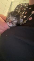 Kittens, Poes, Kortharig, 0 tot 2 jaar