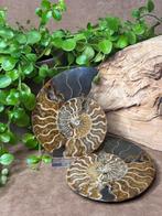 Ammonieten paar, Ophalen of Verzenden, Mineraal