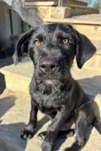 Jiji – een zachtaardige jongen met een groot hart, Dieren en Toebehoren, Honden | Niet-rashonden, Particulier, Rabiës (hondsdolheid)