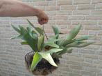 Hertshoorn - Platycerium, Huis en Inrichting, Ophalen, Overige soorten, Halfschaduw, Minder dan 100 cm