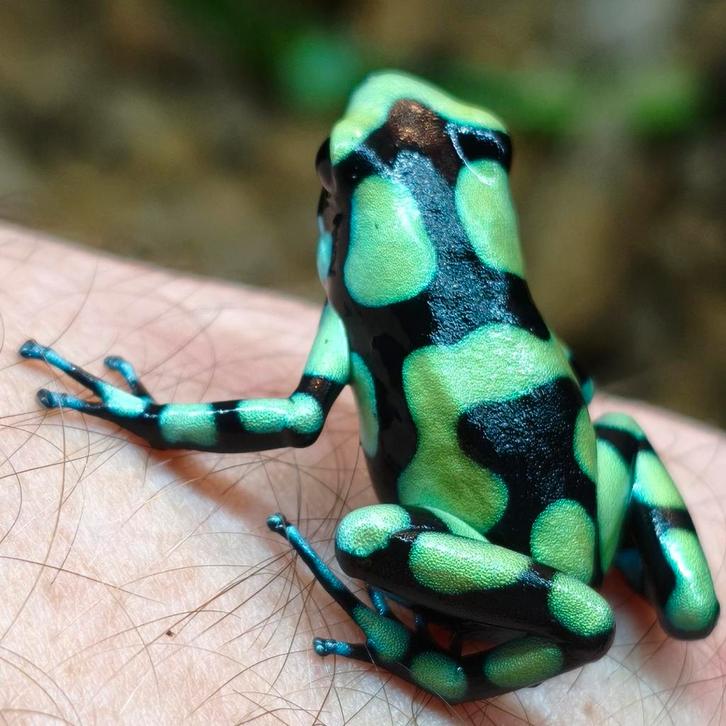 Dendrobates auratus 'Capurgana'