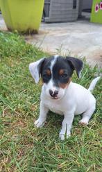 Jack russel pups te koop, Dieren en Toebehoren, Honden | Jack Russells en Terriërs, Jack Russell Terriër, 8 tot 15 weken, Meerdere