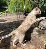 Bengaal Snow/Silver kittens beschikbaar €800; met stamboom, Dieren en Toebehoren, Katten en Kittens | Raskatten | Korthaar, Kater