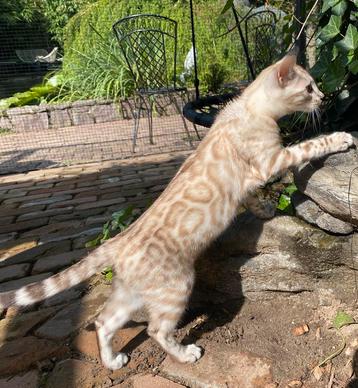 Bengaal Snow/Silver kittens beschikbaar €750 met  stamboom beschikbaar voor biedingen