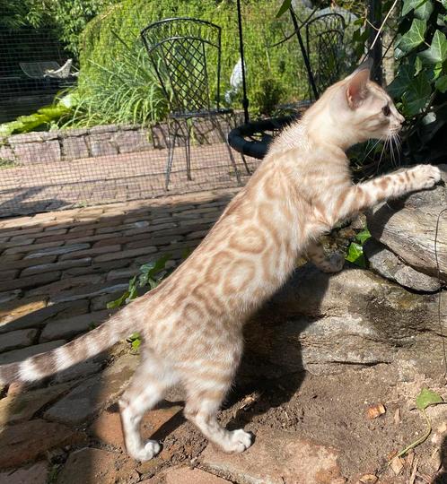 Bengaal Snow/Silver kittens beschikbaar €750 met  stamboom, Dieren en Toebehoren, Katten en Kittens | Raskatten | Korthaar, Kater