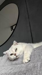 Britse kortehaar, Dieren en Toebehoren, Katten en Kittens | Raskatten | Korthaar