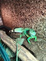 Mooie wateragamen, Dieren en Toebehoren, Reptielen en Amfibieën, 0 tot 2 jaar