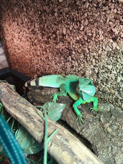 Mooie wateragamen, Dieren en Toebehoren, Reptielen en Amfibieën, 0 tot 2 jaar