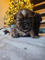 Shihtzu pups, Overige rassen, 8 tot 15 weken, Meerdere, Meerdere dieren