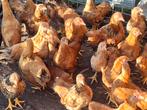 Wynadotte kuikens (krielkippen) 17 stuks, Dieren en Toebehoren, Pluimvee, Meerdere dieren, Kip