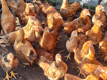 Wynadotte kuikens (krielkippen) 17 stuks beschikbaar voor biedingen