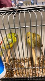 Roodrug parkieten, Dieren en Toebehoren, Vogels | Kanaries