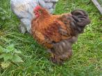 Mooie gezoomde cochin haan bruin zwart, Dieren en Toebehoren, Pluimvee, Mannelijk, Kip