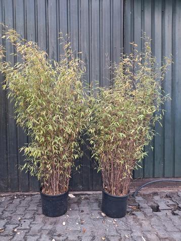 2x Fargesia Winter Joy Bamboe niet woekerende  beschikbaar voor biedingen