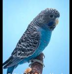 Gezocht koppel blackface grasparkieten, Dieren en Toebehoren, Vogels | Parkieten en Papegaaien, Meerdere dieren, Parkiet