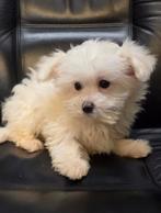 Te koop leuke maltezer reu pup, Dieren en Toebehoren, Parvo, Maltezer, Nederland, Reu