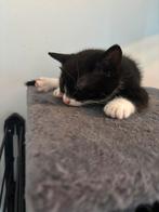 KITTENS TE KOOP, Dieren en Toebehoren, Katten en Kittens | Overige Katten, Kater, Kortharig, 0 tot 2 jaar