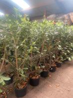 Laurier Prunus Novita 175 cm hoog nu euro 20,-., Ophalen of Verzenden, Laurier, Struik, 100 tot 250 cm