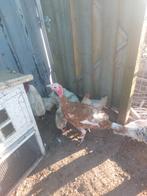 Jonge Rode kalkoen haan  tekoop of ruilen voor een witte hen, Dieren en Toebehoren, Pluimvee, Mannelijk, Kalkoen