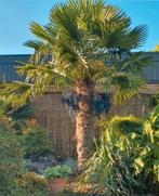 Zaden van winterharde palmen te koop, Tuin en Terras, Ophalen, Zomer, Volle zon, Palmboom
