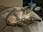 Bengaal mink Dame, Poes