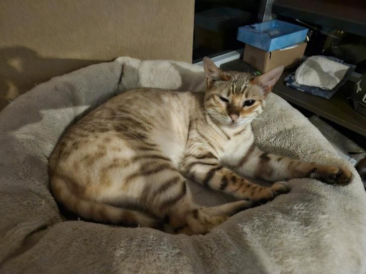 Bengaal mink Dame, Dieren en Toebehoren, Katten en Kittens | Raskatten | Korthaar, Poes