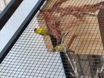 Treursijzen, Dieren en Toebehoren, Vogels | Overige Vogels, Meerdere dieren, Geringd