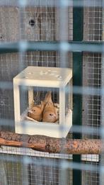 GEZOCHT JAPANSE MEEUW, Dieren en Toebehoren, Vogels | Kanaries, Vrouwelijk