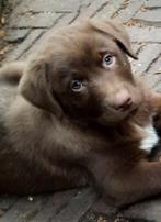 Super leuke kruising Labrador pups!, Dieren en Toebehoren, 8 tot 15 weken, CDV (hondenziekte), Meerdere, Meerdere dieren