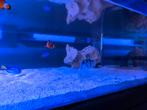 Inhoud zee aquarium, Vis, Zoutwatervis