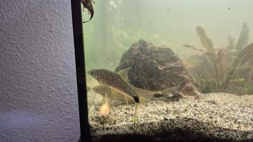 Aquariumvis gratis beschikbaar voor biedingen