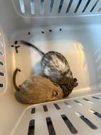 Gratis!!!Degoe vrouwtje en mannetje, Dieren en Toebehoren, Knaagdieren, December, Meerdere dieren, Overige typen, Tam