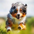 Honden Uitlaatservice, Ophalen