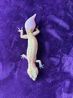 luipaardgekko, Dieren en Toebehoren, Reptielen en Amfibieën, Hagedis, Tam, 0 tot 2 jaar