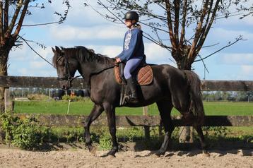 Beginners merrie met maat en een fantastisch karakter! beschikbaar voor biedingen