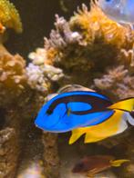 Paracanthurus Hepatus (Dory), Dieren en Toebehoren, Vis