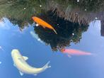 Red karashi & yamabuki, Dieren en Toebehoren, Karper of Koi