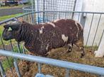 Bonte dekram van 2024, Dieren en Toebehoren, Schapen, Geiten en Varkens, Mannelijk, Schaap