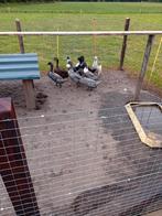9 mooie jonge leg eenden, Dieren en Toebehoren, Pluimvee, Meerdere dieren, Eend